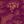 Purple Red