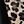 Black Leopard