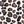Brown Leopard
