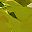 Genuine Peridot