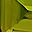 Genuine Peridot