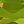 Genuine Peridot