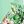 Light Greenfloral
