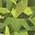 Genuine Peridot
