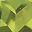 Genuine Peridot