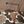 Fossil Puzzle Camo
