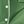 Bright Green