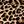 Tawny Cheetah