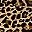 Tawny Cheetah