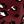 Wine Red Cheetah