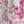 Pink Flowers