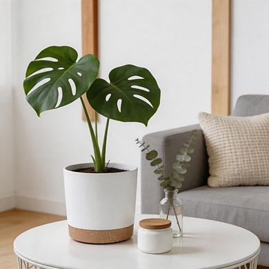 2 Pack 8 Inch White Planters, Plastic Pots With Drainage Saucers