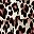 Brown Leopard