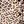 Brown Leopard