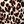 Black Leopard