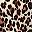 Black Leopard