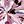 Lab Pink Sapphire