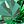 Lab Emerald