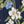 Sea Blue Floral