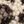 Cream Leopard
