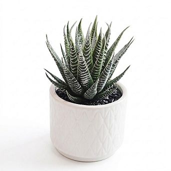 Artificial Aloe Plant in Ceramic Pot, Faux Indoor Succulent Decor
