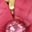 Rose Red