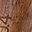 Dark Brown J