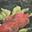 Midnight Rosebud