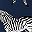 Navy Zebra Print