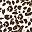 Black Leopard