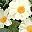 Daisies