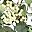 Eucalyptus Daisies