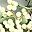 White Berries