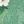 Green White Flower