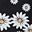 Black Daisy