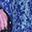Blue Butterfly