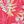 Light Red Leaf