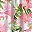 Hawaii Floral