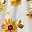 Sunflower Print