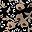 Black Floral Print