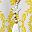 Yellow Ethnic