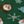 Xmas Green