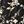 Black Floral