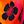 Orange Pink Folral