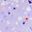 Grey Cyan Purple