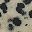 Spotted Jasper