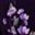 Black Purple Floral