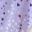 Purple Coffee Pink