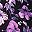 Purple Flower