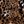 Black Grey Leopard